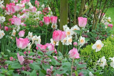 Spring Combination Ideas, Bulb Combinations, Plant Combinations, Flowerbeds Ideas, Spring Borders, Daffodil Romance, Tulip Gander's Rhapsody, Tulip Double Sugar, Brunnera macrophylla, Narcissus Romance, Tulipa Gander's Rhapsody, Tulipa Double Sugar, Siber